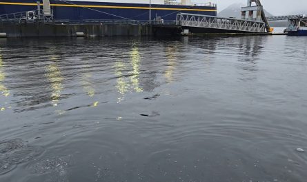 Humpback Feeds Inside Dock
