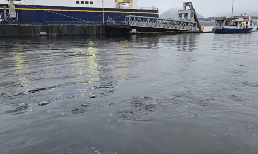 Humpback whale feeding in the Ketchikan harbor