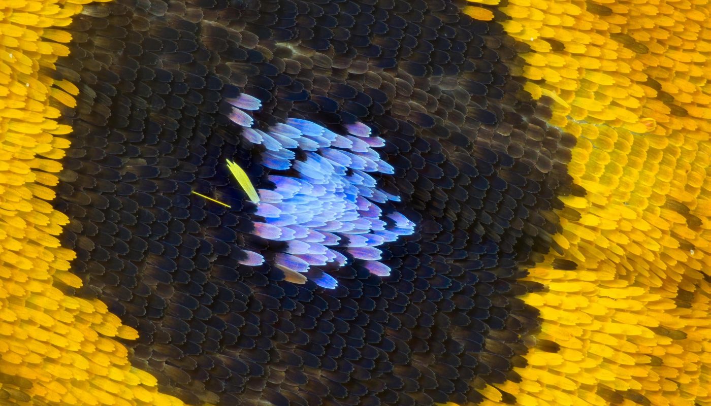 I do extreme macro photography. These are the scales on a butterfly wing.
