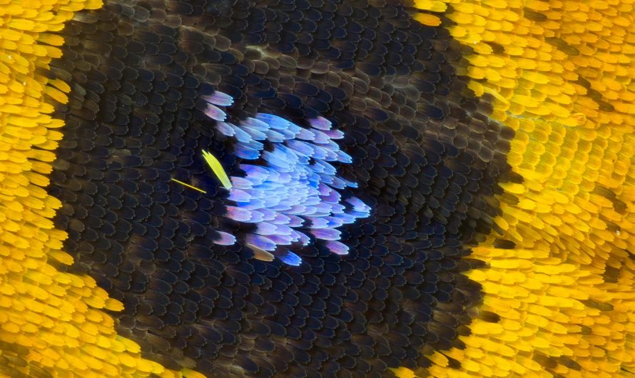I do extreme macro photography. These are the scales on a butterfly wing.