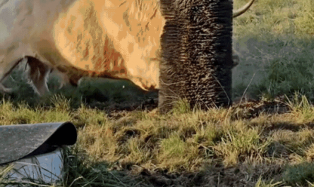 I think he likes the new brush