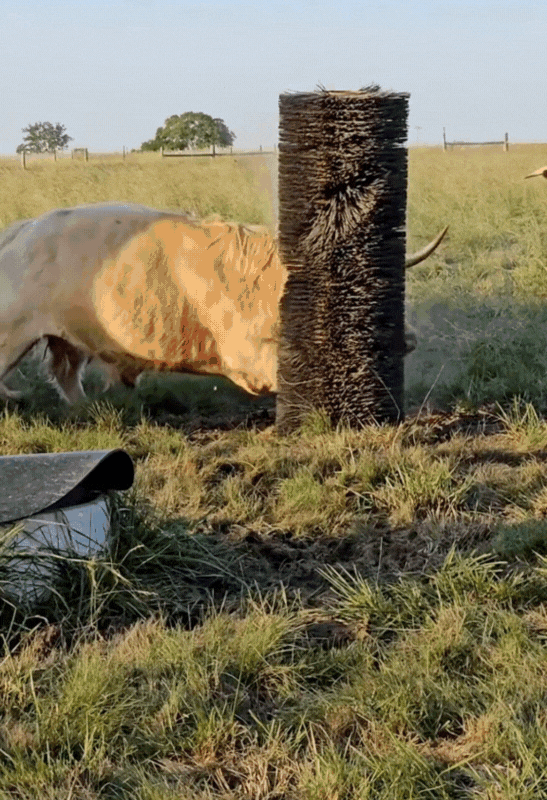 I think he likes the new brush