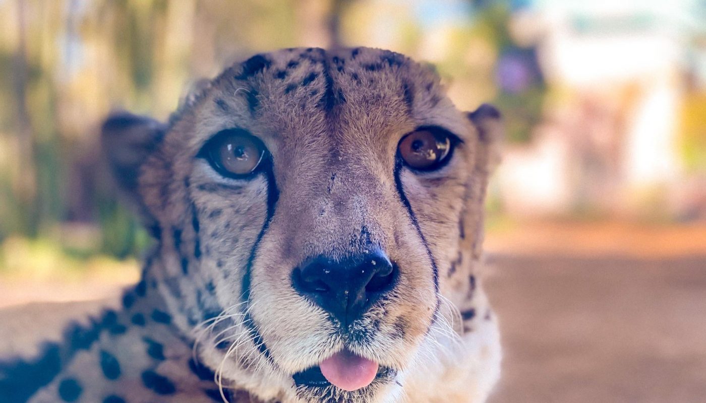 I took a photo of a chetah sticking its tongue out.