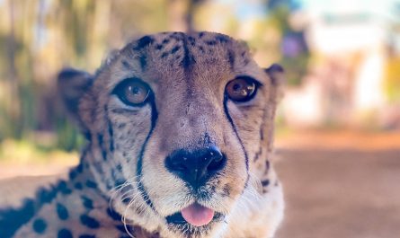 I took a photo of a chetah sticking its tongue out.