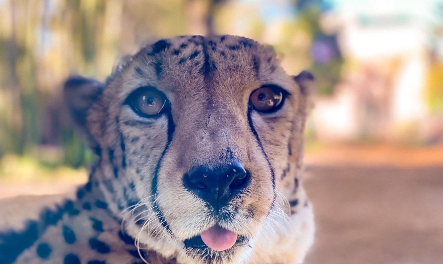 I took a photo of a chetah sticking its tongue out.