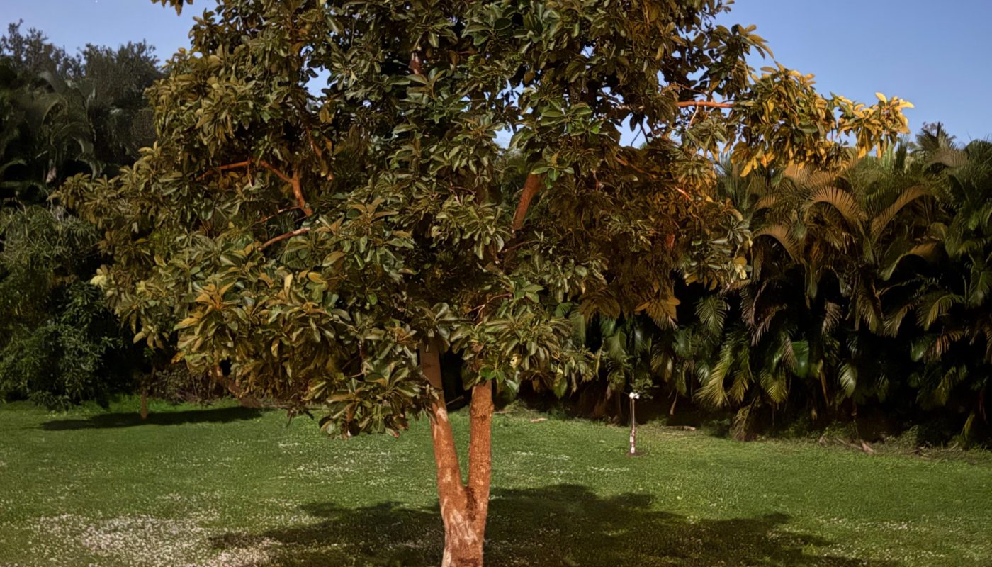 I took this pic at 10pm with no flash or change in settings in South Florida.  Super moon