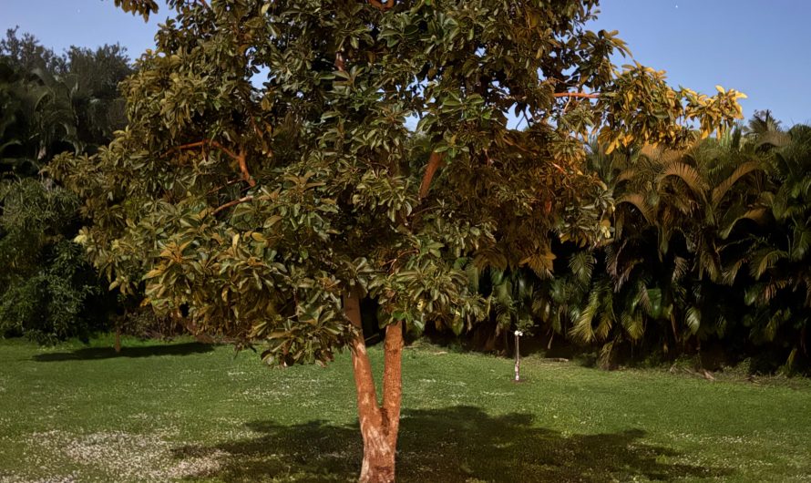 I took this pic at 10pm with no flash or change in settings in South Florida.  Super moon