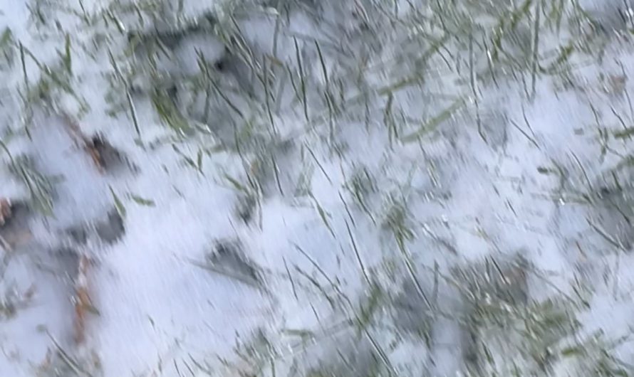 Ice storm, people wanted more of the icey crunchy ASMR goodness so I released my inner child to play. Obviously SOUND ON.