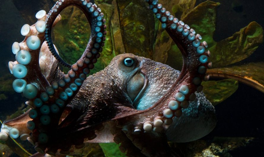In 2016, an octopus named Inky escaped from a New Zealand aquarium. He crawled across the floor and wriggled through a drain pipe barely wide enough for his beak into the ocean, disappearing without a trace and leaving only wet trails behind.