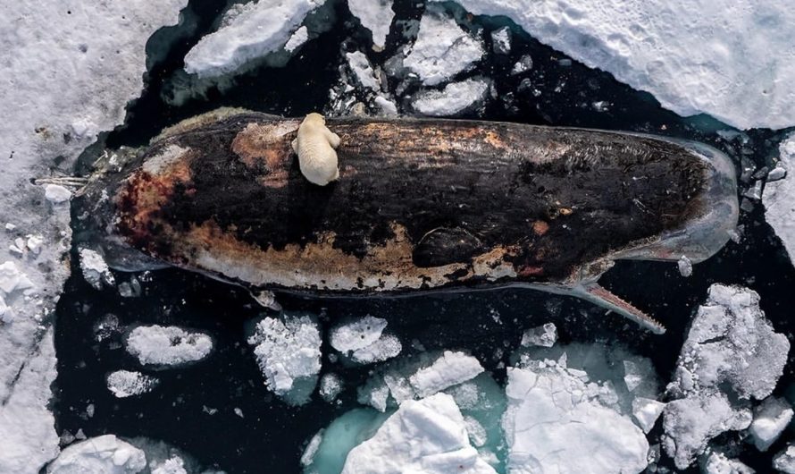 In a rare sight, a female Polar bear, weighing at around 300kg feasts on a male Sperm Whale weighing over 40 tons, she looks so tiny. The whale was carried by the ocean currents and winds to its location from further south, near the continental shelf. (photo credits: roiegalitz)