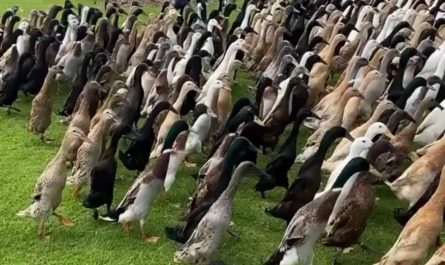 Indian runner ducks going in the field to clean the crops by eating pests like slugs, snails, and beetles, and by providing natural fertilizer through their droppings.
