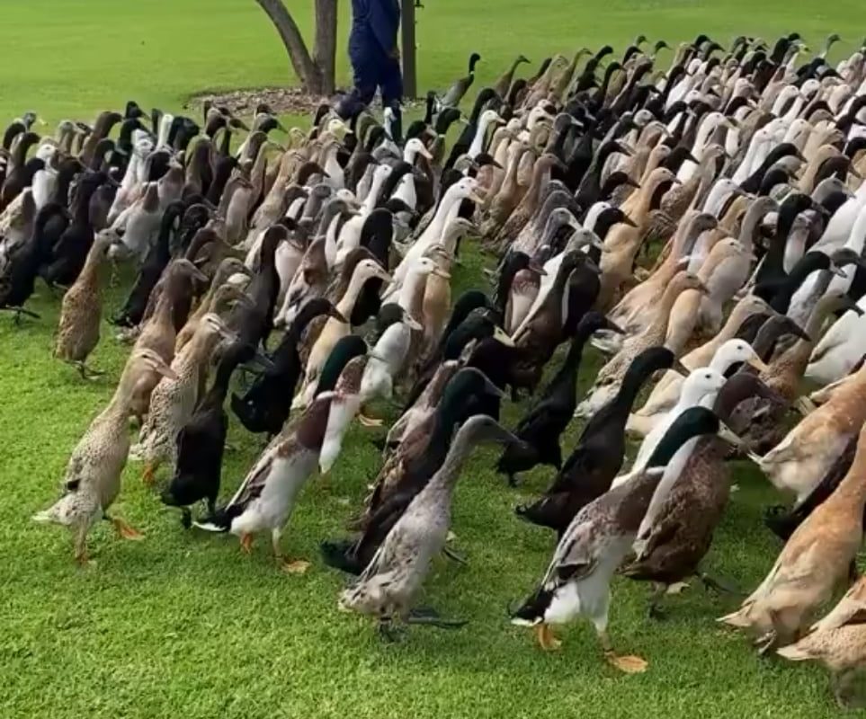 Indian runner ducks going in the field to clean the crops by eating pests like slugs, snails, and beetles, and by providing natural fertilizer through their droppings.