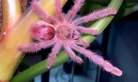 Iridopelma sp, a Brazilian arboreal tarantula known for its bright pink hairs.