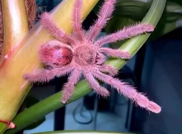 Iridopelma sp, a Brazilian arboreal tarantula known for its bright pink hairs.