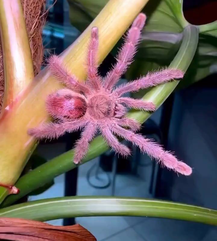 Iridopelma sp, a Brazilian arboreal tarantula known for its bright pink hairs.