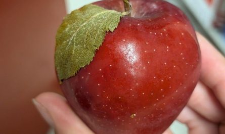 I've never seen a more apple looking apple