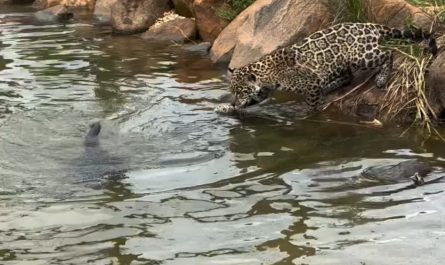 Jaguars are large cats that are great at swimming and can hunt very well in the water. It is also the animal with the strongest proportional bite among big cats. The ones in the video are taken care of by an NGO in Brazil called IOP.
