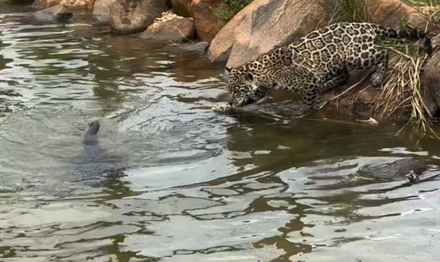 Jaguars are large cats that are great at swimming and can hunt very well in the water. It is also the animal with the strongest proportional bite among big cats. The ones in the video are taken care of by an NGO in Brazil called IOP.