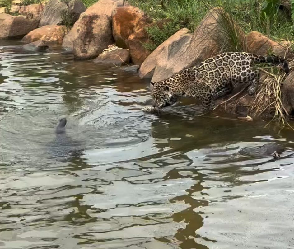 Jaguars are large cats that are great at swimming and can hunt very well in the water. It is also the animal with the strongest proportional bite among big cats. The ones in the video are taken care of by an NGO in Brazil called IOP.