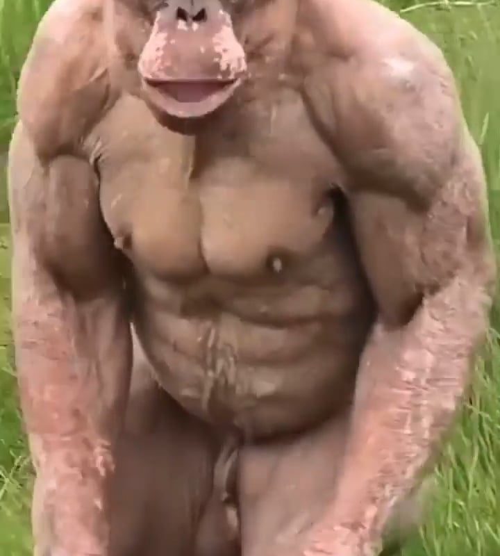 Jambo, the dominant male chimp at Twycross Zoo in the UK. Alopecia runs on his mother's side of his family, which made him gradually lose all his hair. He's also missing an ear because of a fight, a very common occurance in chimp groups