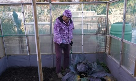 Join me and My 15 POUND RED CABBAGE