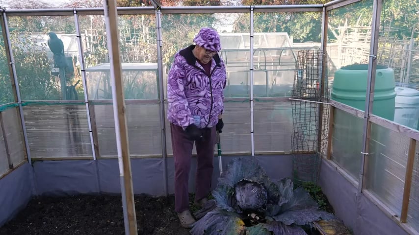 Join me and My 15 POUND RED CABBAGE