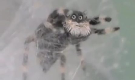 Jumping spider that looks like an old man