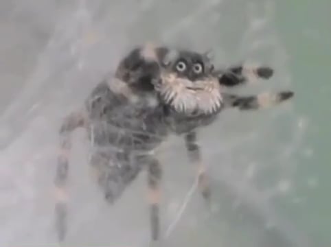 Jumping spider that looks like an old man