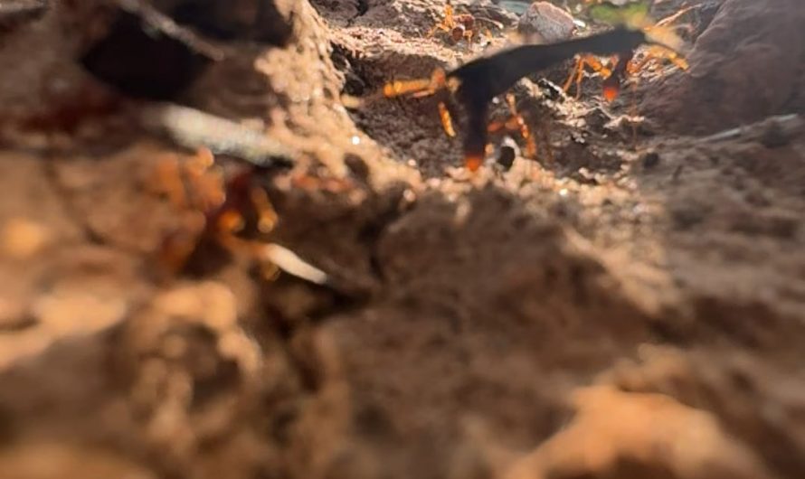 Leaf Cutter ants at my job site in Texas
