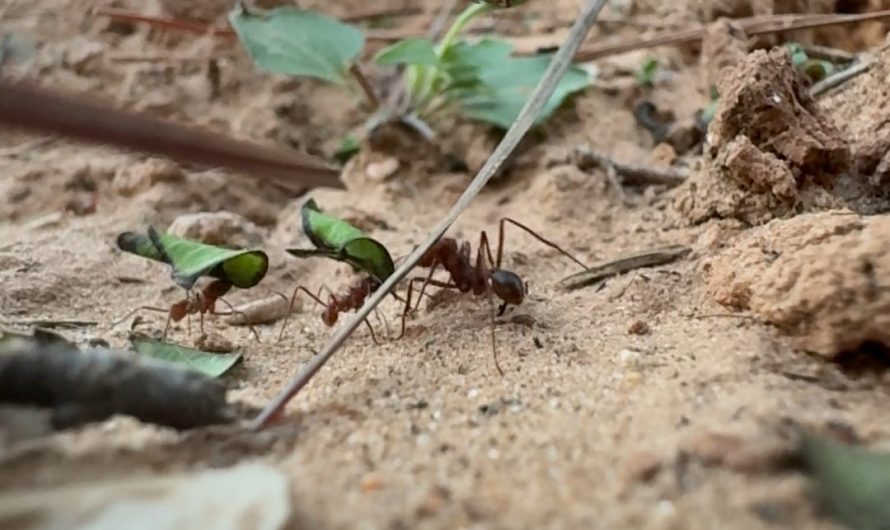 Leaf Cutter ants moving product