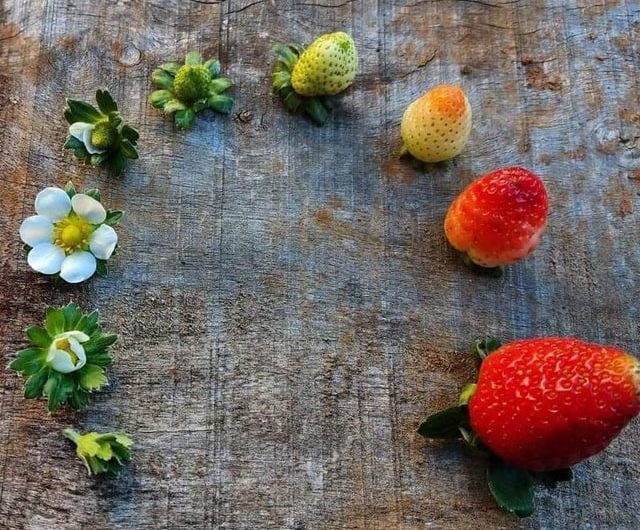 Life cycle of forest fruits