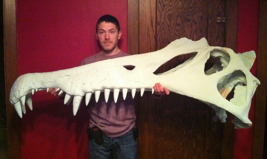 Life size replica of a Spinosaurus skull