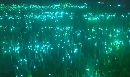 Light Art on grass using lasers