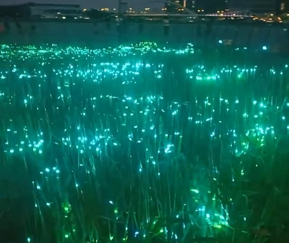 Light Art on grass using lasers