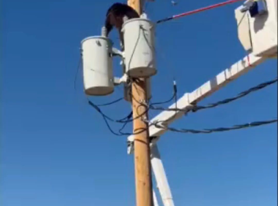 Lineman saves bear from from electrocution