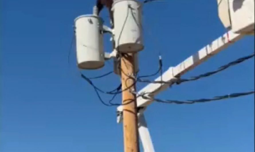 Lineman saves bear from from electrocution