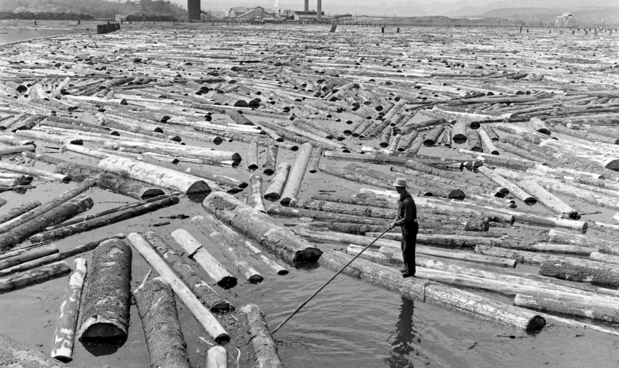 Logging in Idaho. One man stands over one of hundreds of fell trees to go to the Mill, 1940