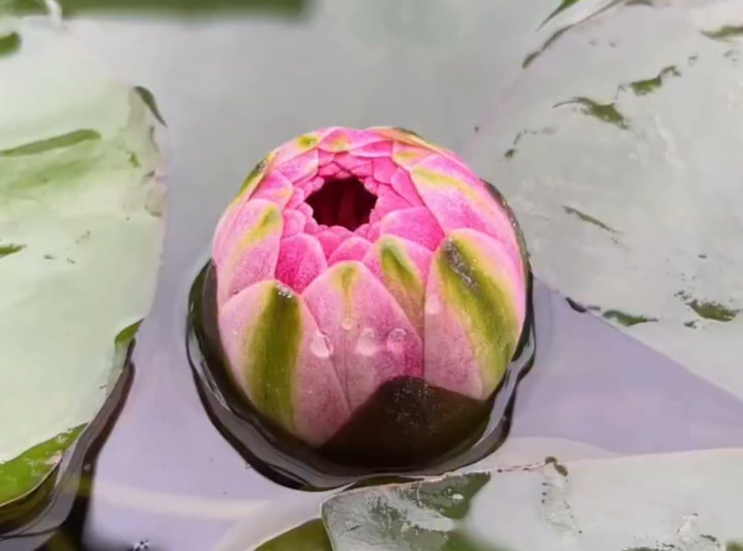 Lotus blooming in the morning sun.