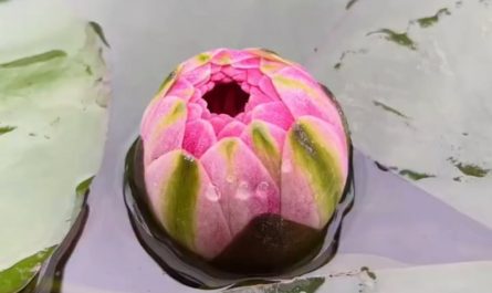 Lotus blooming in the morning sun.