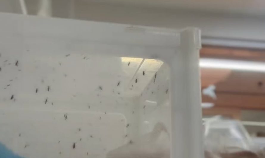 Maintaining mosquito colonies in mosquito labs