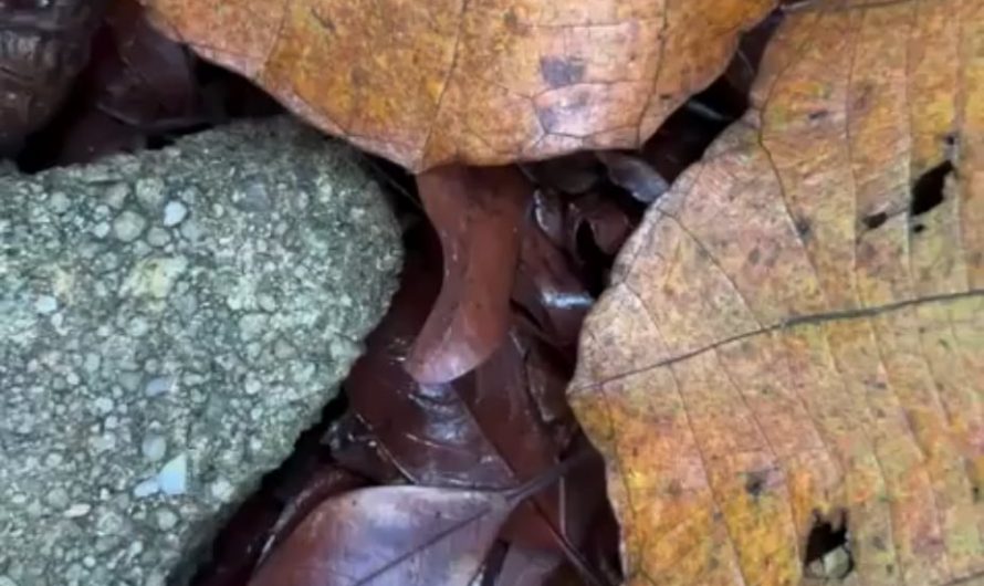 Malayan Blue Coral Snake