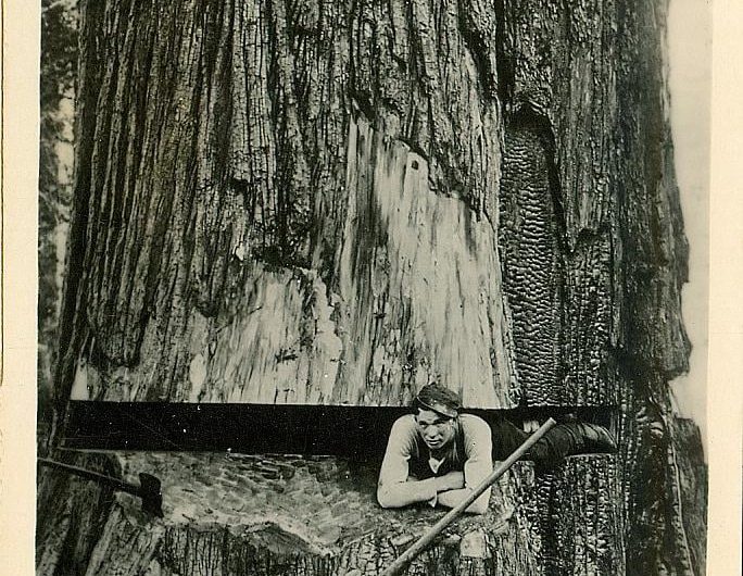 Man wedges himself in the opening to fell a redwood, circa 1900s.