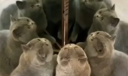 Meow and the Multiverse of Catness