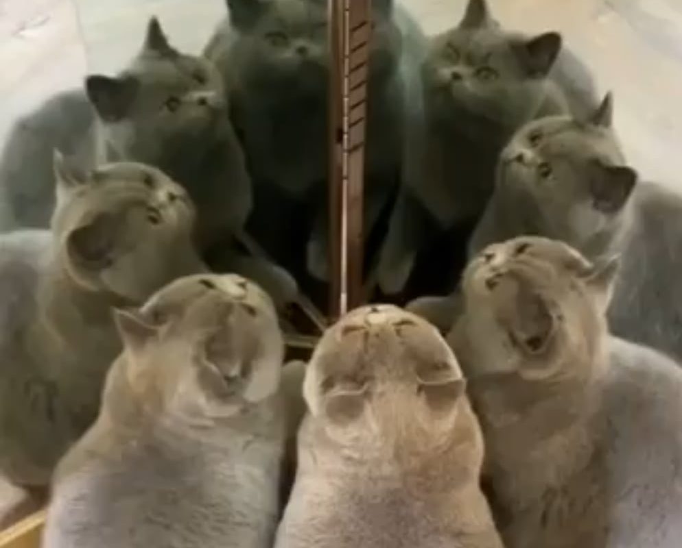 Meow and the Multiverse of Catness