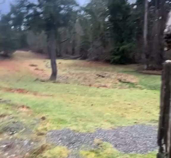 Mobbing behavior displayed by crows after spotting a predator