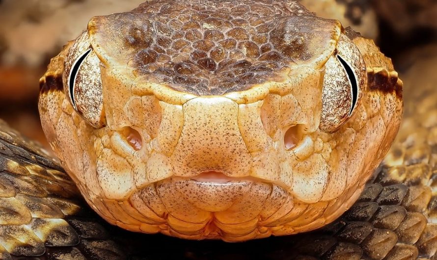 Mosquito biting a snake