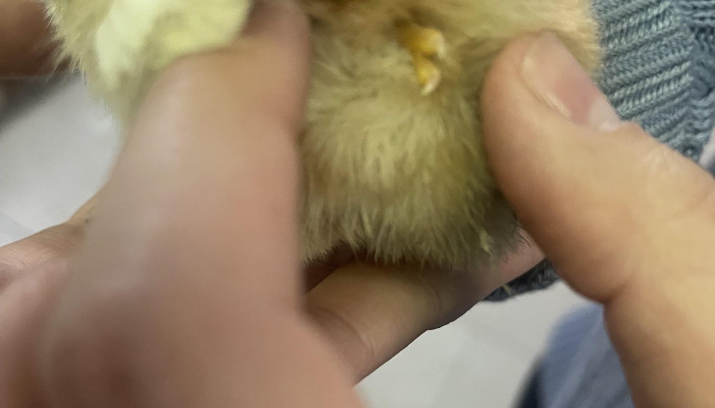 My baby chick has a third little foot.