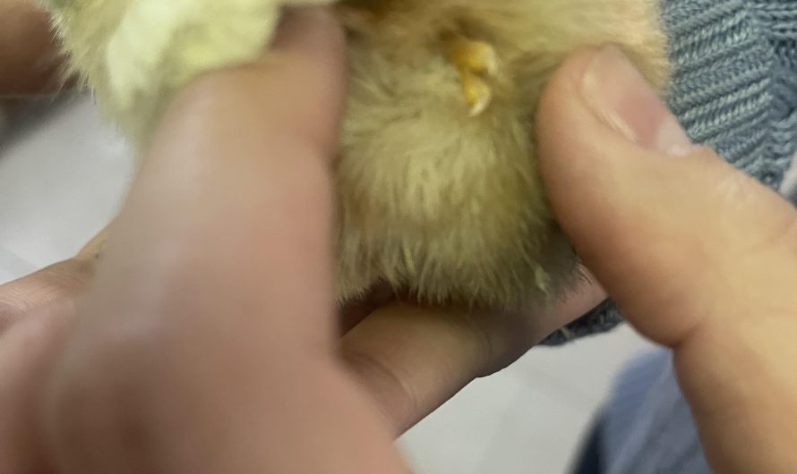 My baby chick has a third little foot.