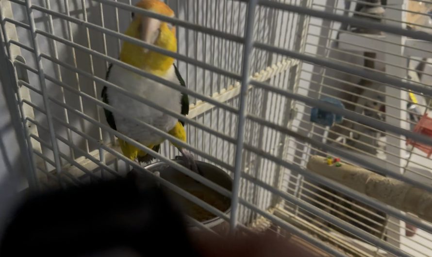 My bird has learned to accurately mimic my car remote noise precisely