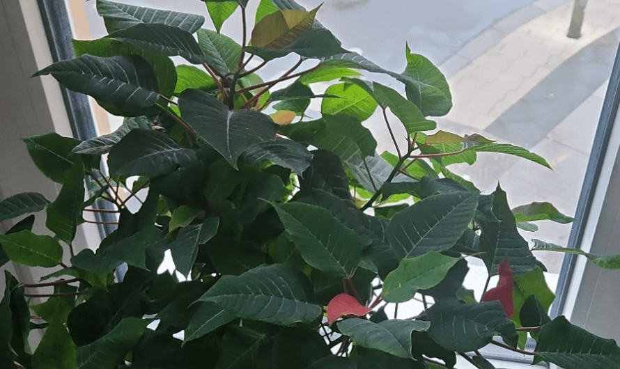 My wife managed to keep alive the Christmas flower all year long. The leaves are starting to become red now.